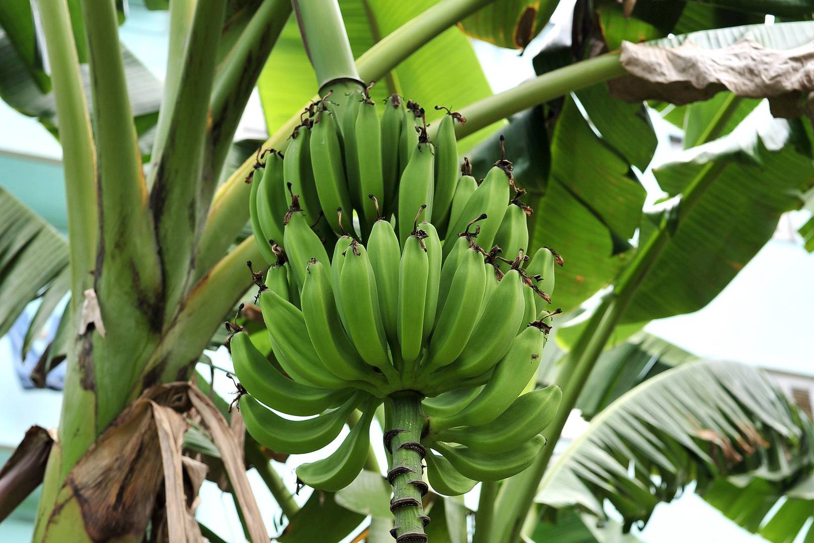 Банановый грибок создал угрозу продовольственной безопасности в Африке | ИА  Красная Весна