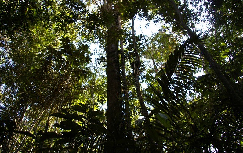 Джунгли Амазонки 