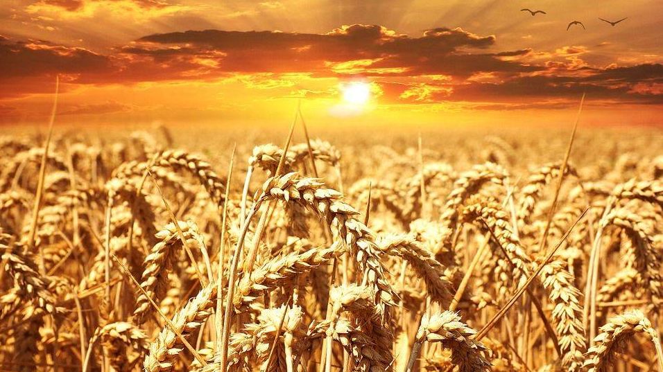 Пшеничное поле