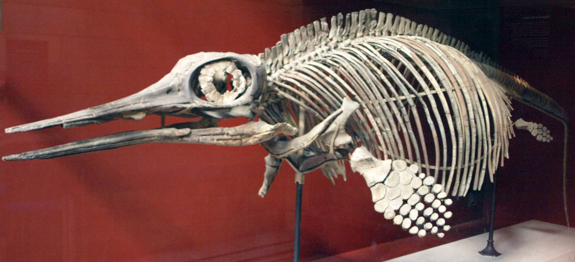 Скелет «Ophthalmosaurus icenius»
