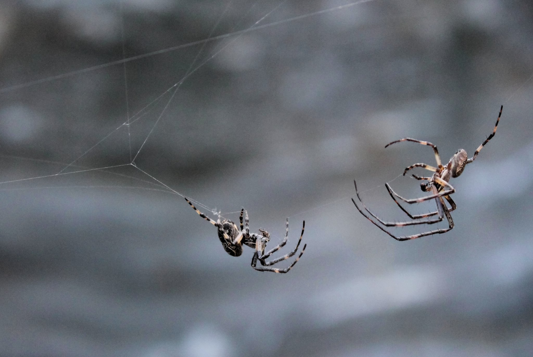 Борьба пауков