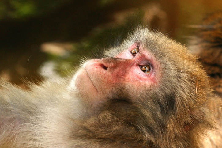 В Африке победили две вспышки обезьяньей оспы за время пандемии COVID-19