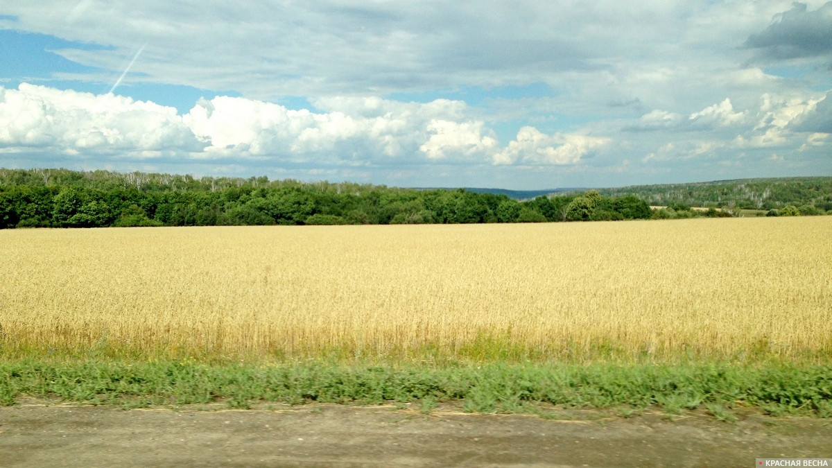 Спелая пшеница