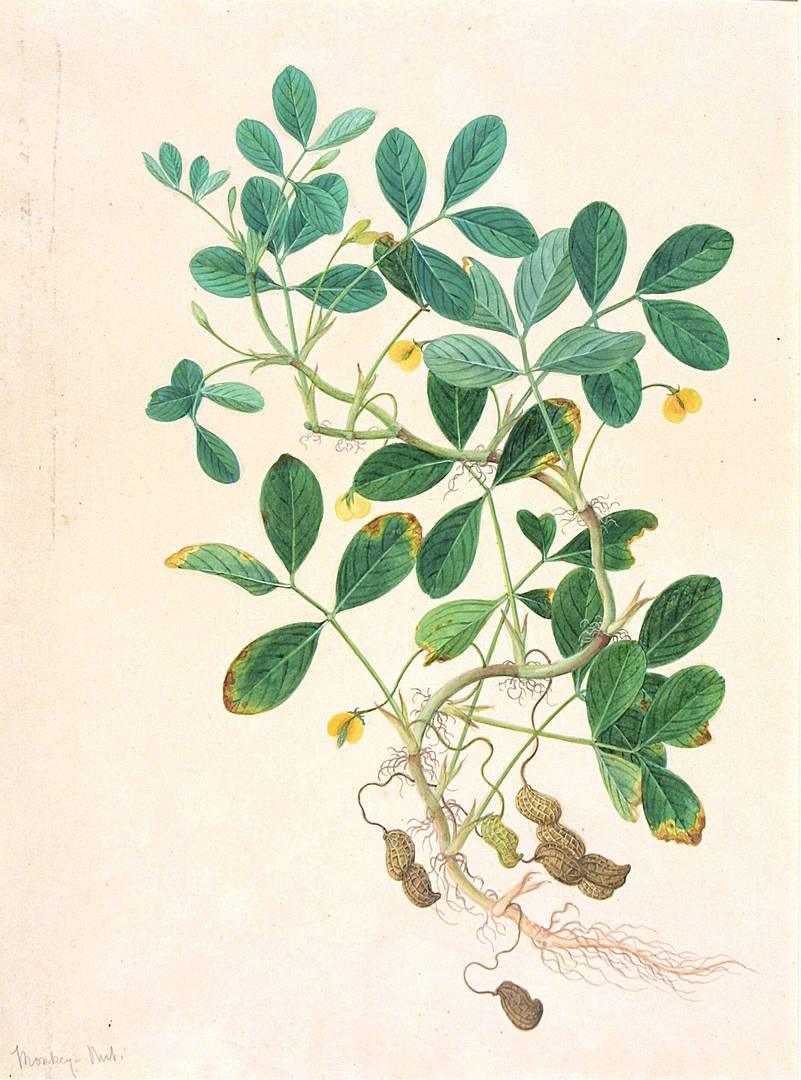 Неизвестный художник. Арахис (Arachis hypogaea L.). XVII - XVIII вв. 