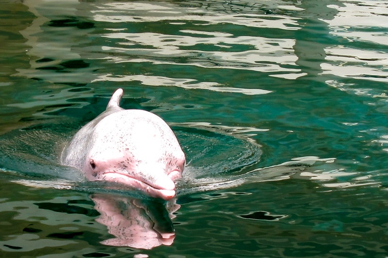 Индо-тихоокеанский горбатый дельфин