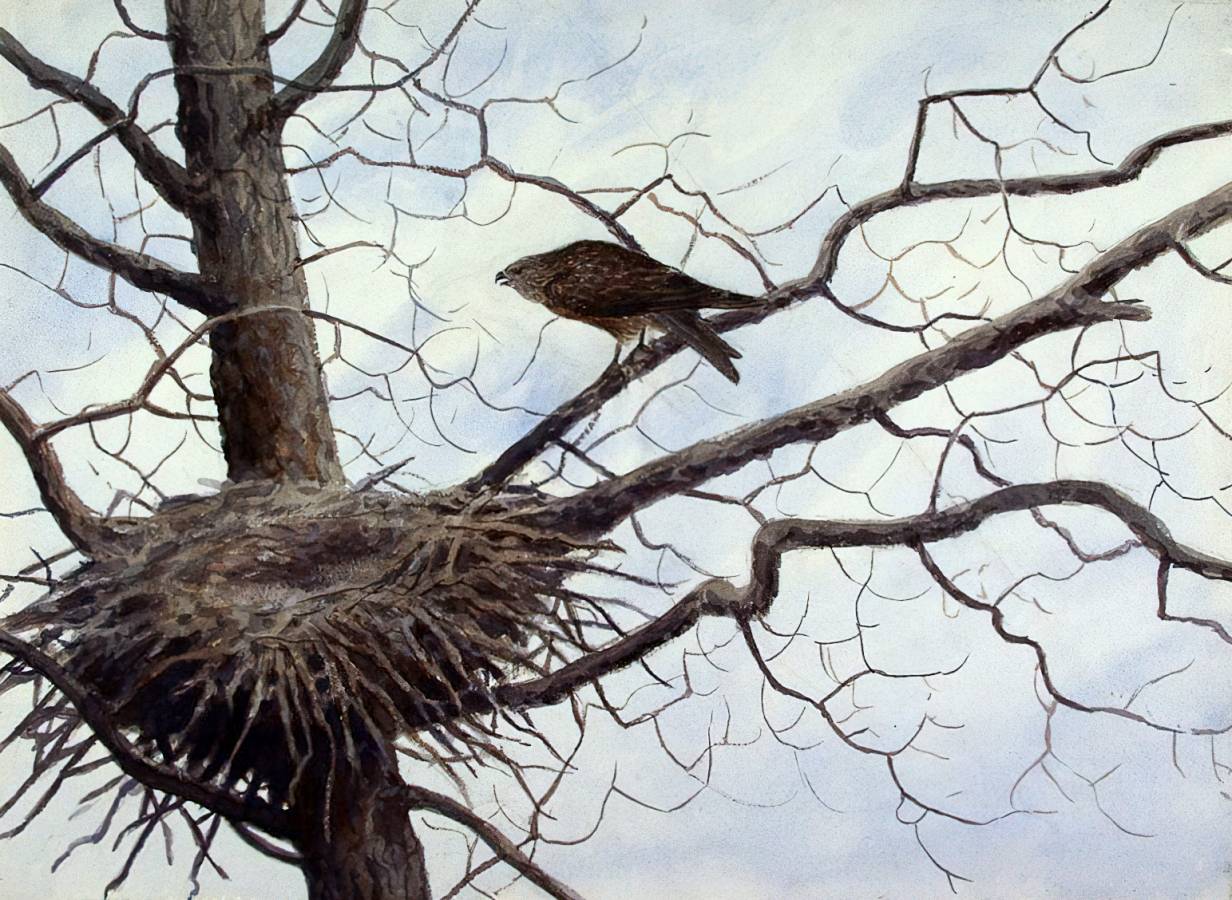 Александр Формозов. Гнездовье коршуна. 1922