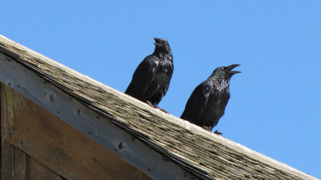 Ворон ворону глаз не выклюет