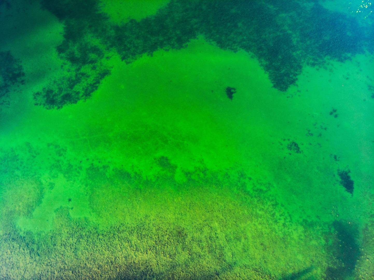 Зелёные водоросли. Самая большая водоросль в мире. Морское дно зеленое. Прозрачное море водоросли макро. Самыми глубоководными водорослями являются
