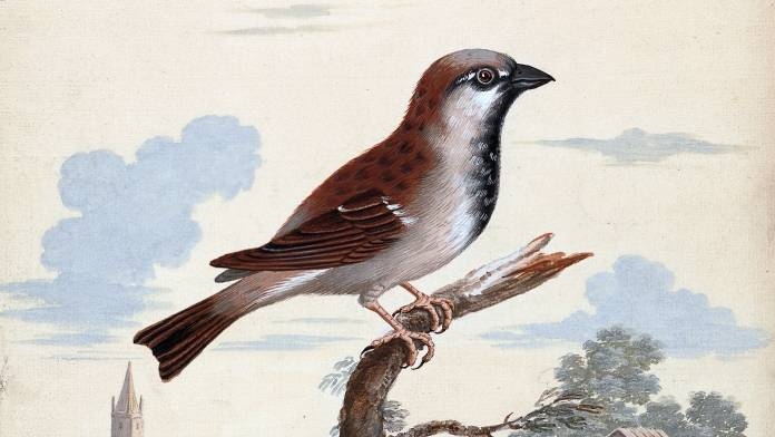 Джордж Эдвардс. Воробей (фрагмент)