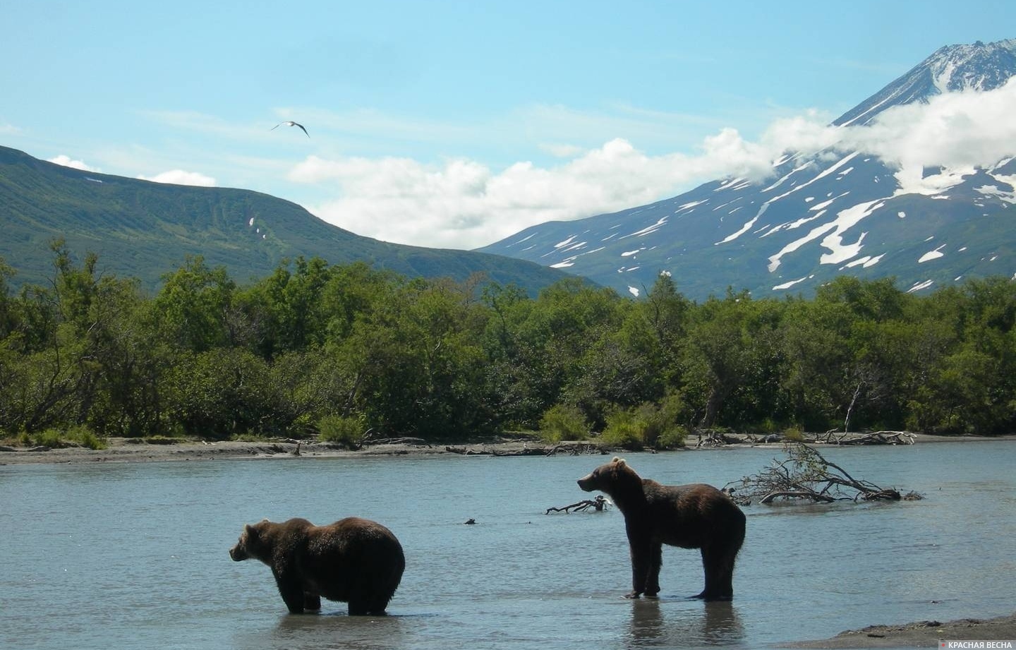 Бурые медведи в Курильском озере Камчатка