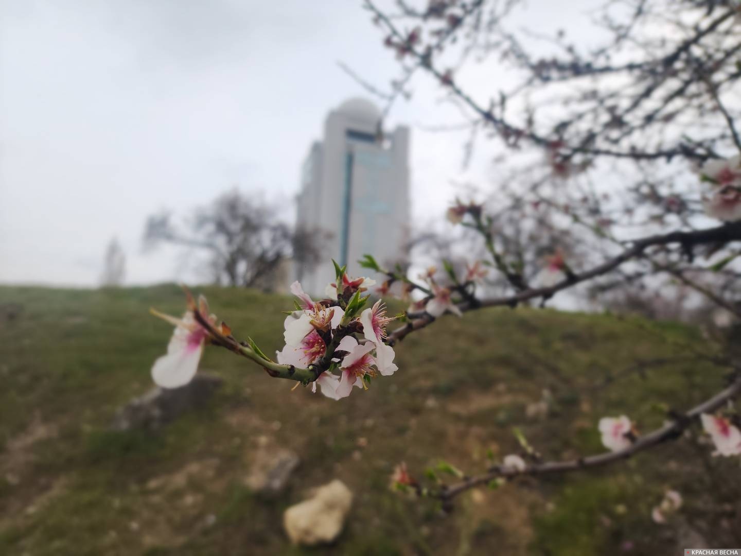 Цветущий миндаль 