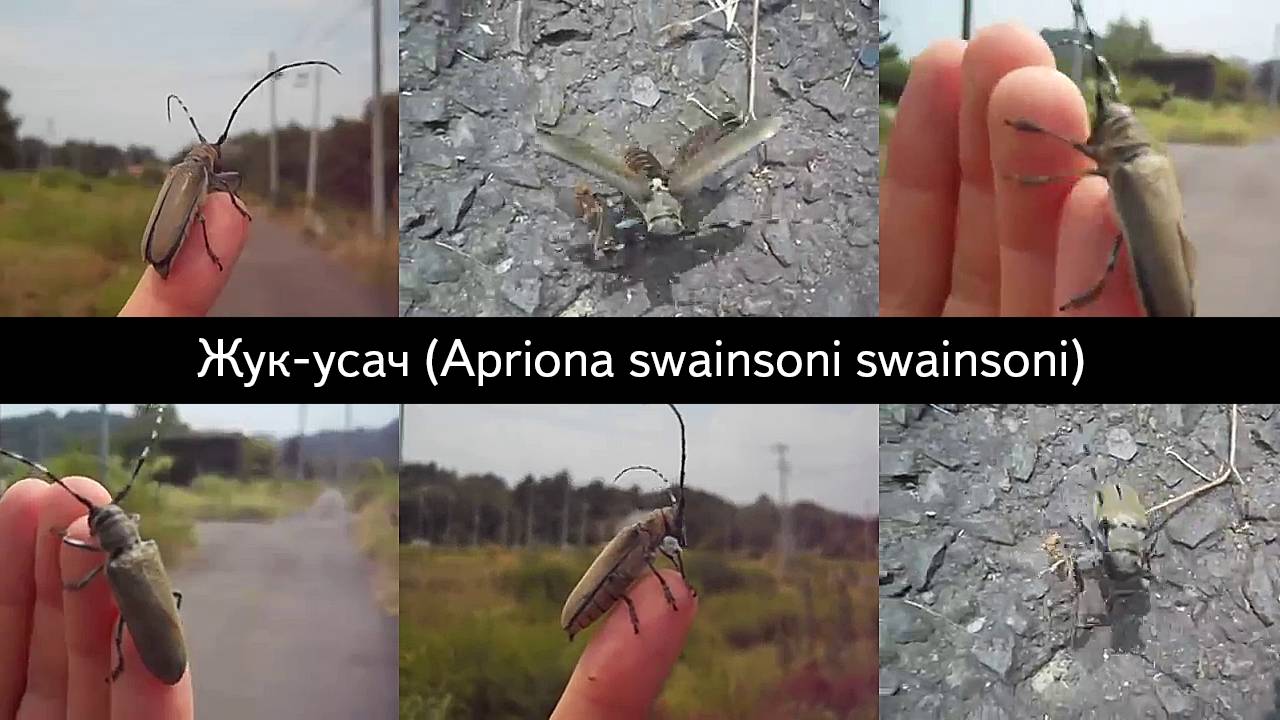 Жук-усач Apriona swainsoni swainsoni, обнаруженный в Японии