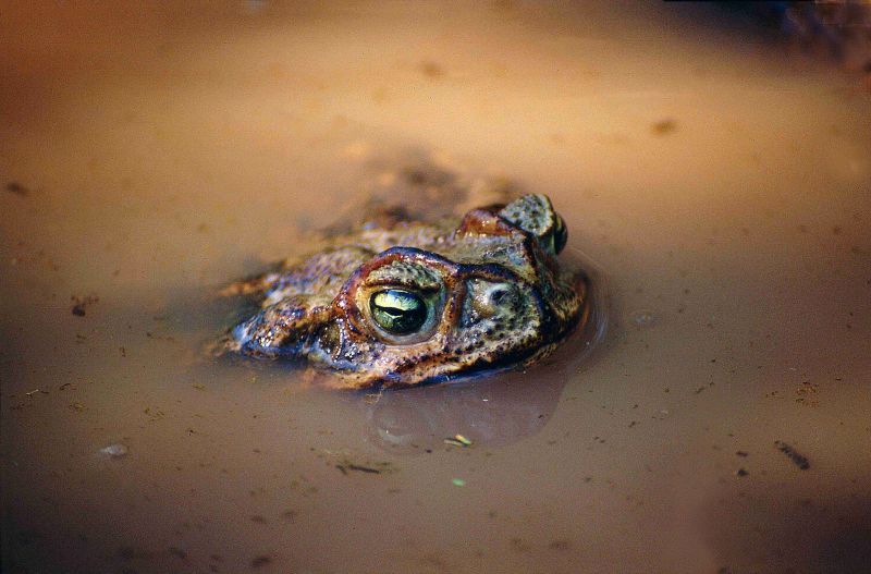 В грязной воде