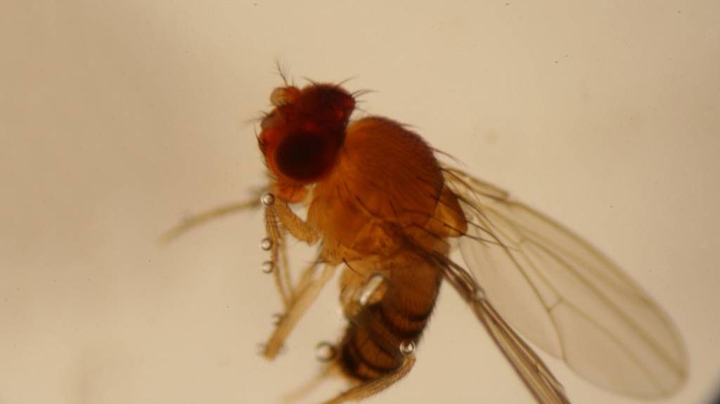Плодовая мушка Drosophila melanogaster