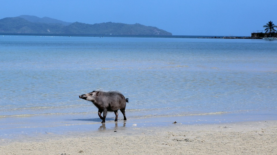 Свинья на берегу