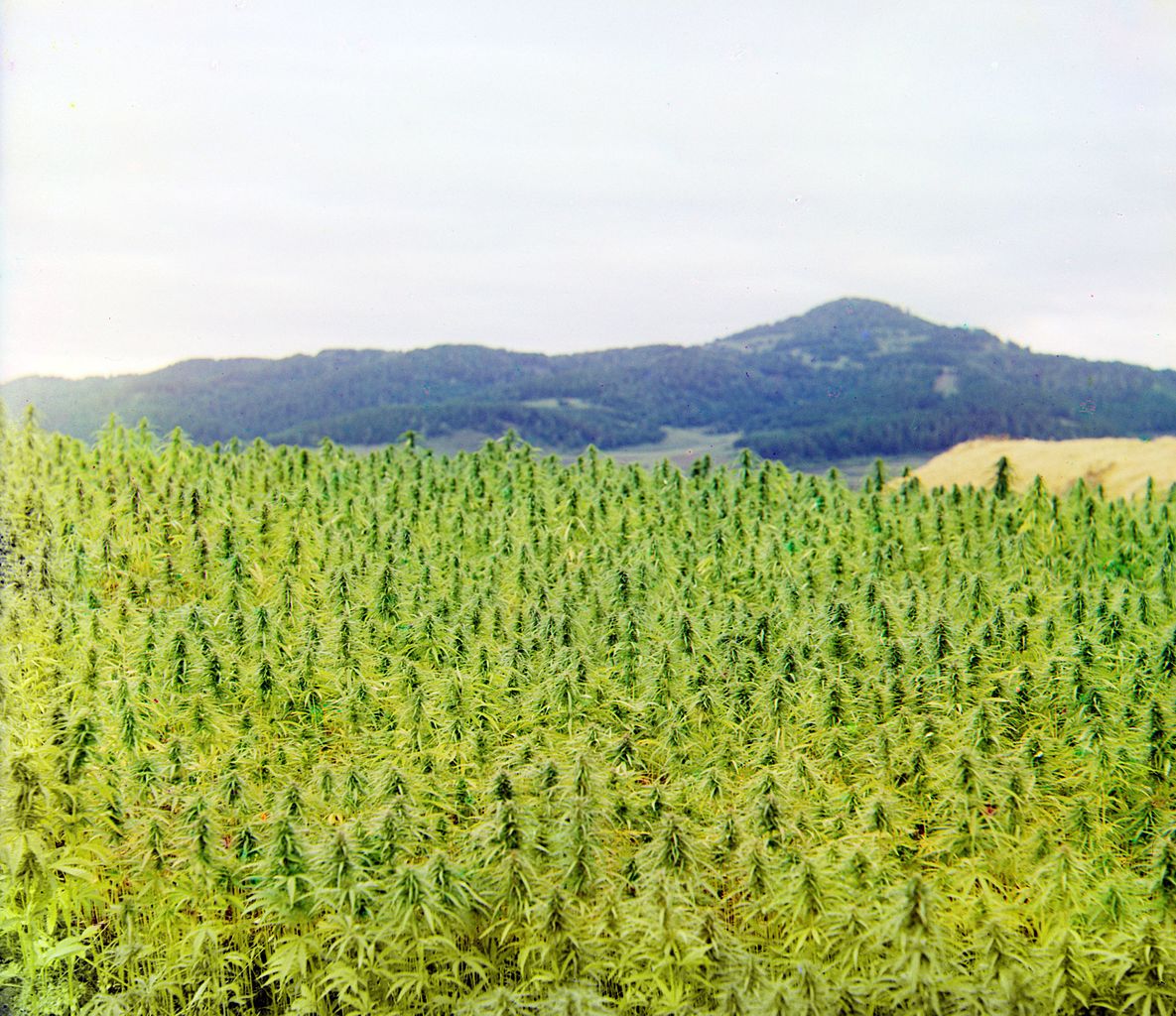 Урожай с 1 куста марихуаны какой нужен грунт для марихуаны
