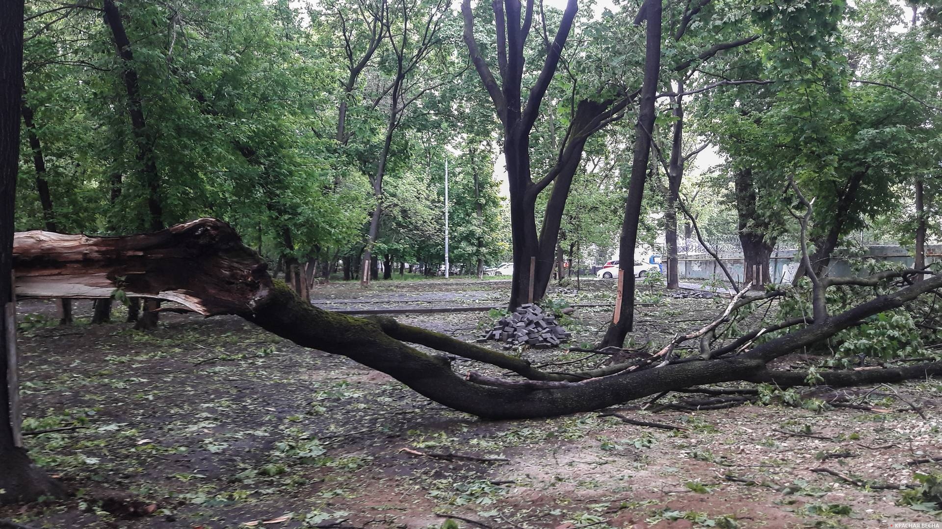 Поваленное ураганом дерево