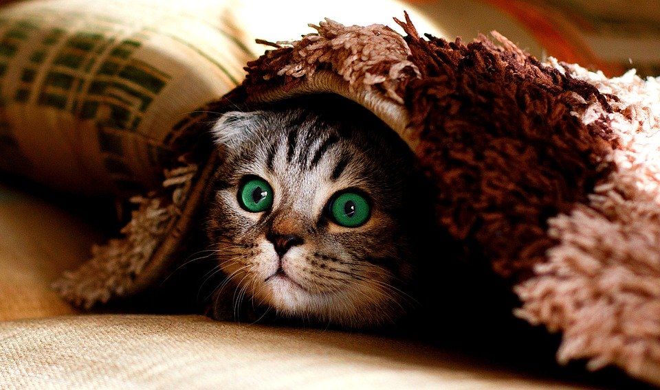 Под одеялом