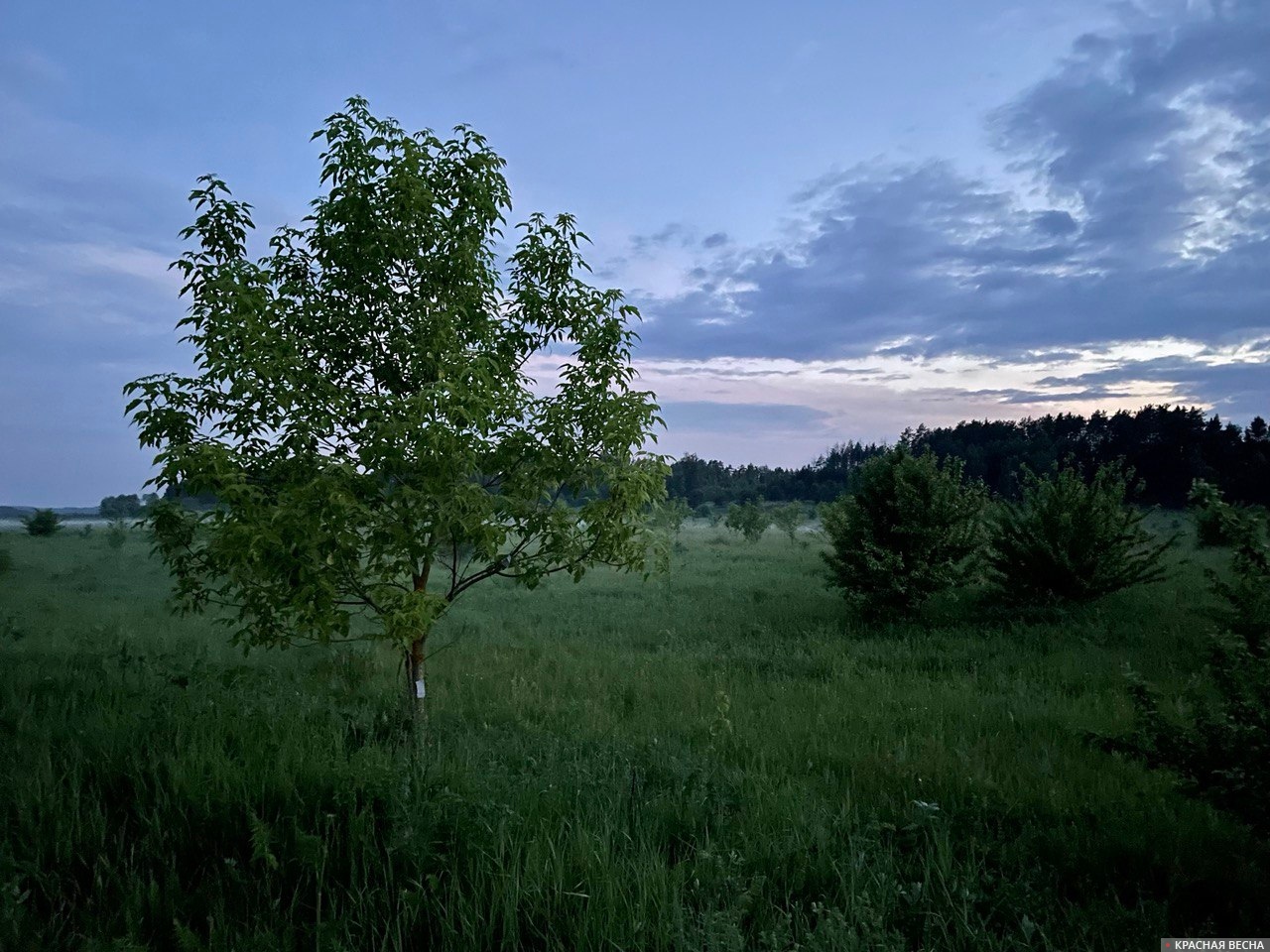 Вечерний пейзаж. Тульская область