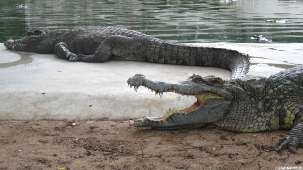 Крокодилы