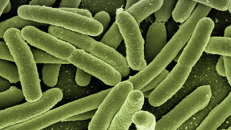 Бактерии [cc]