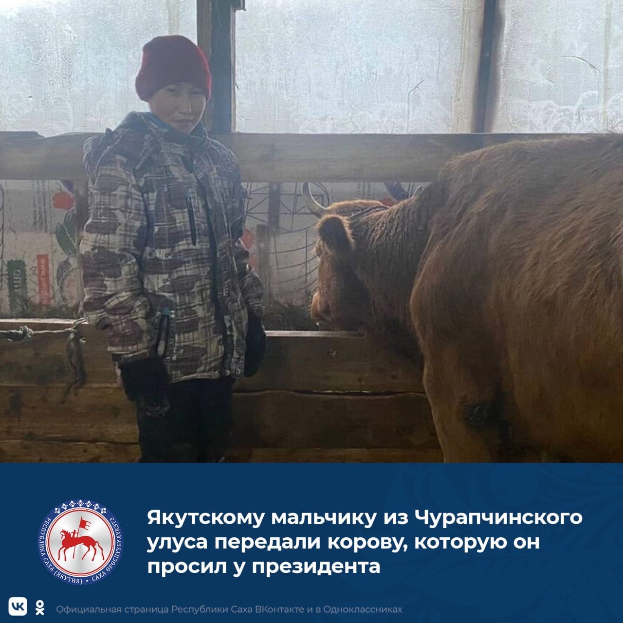 Алексей Сокольников с новой коровой