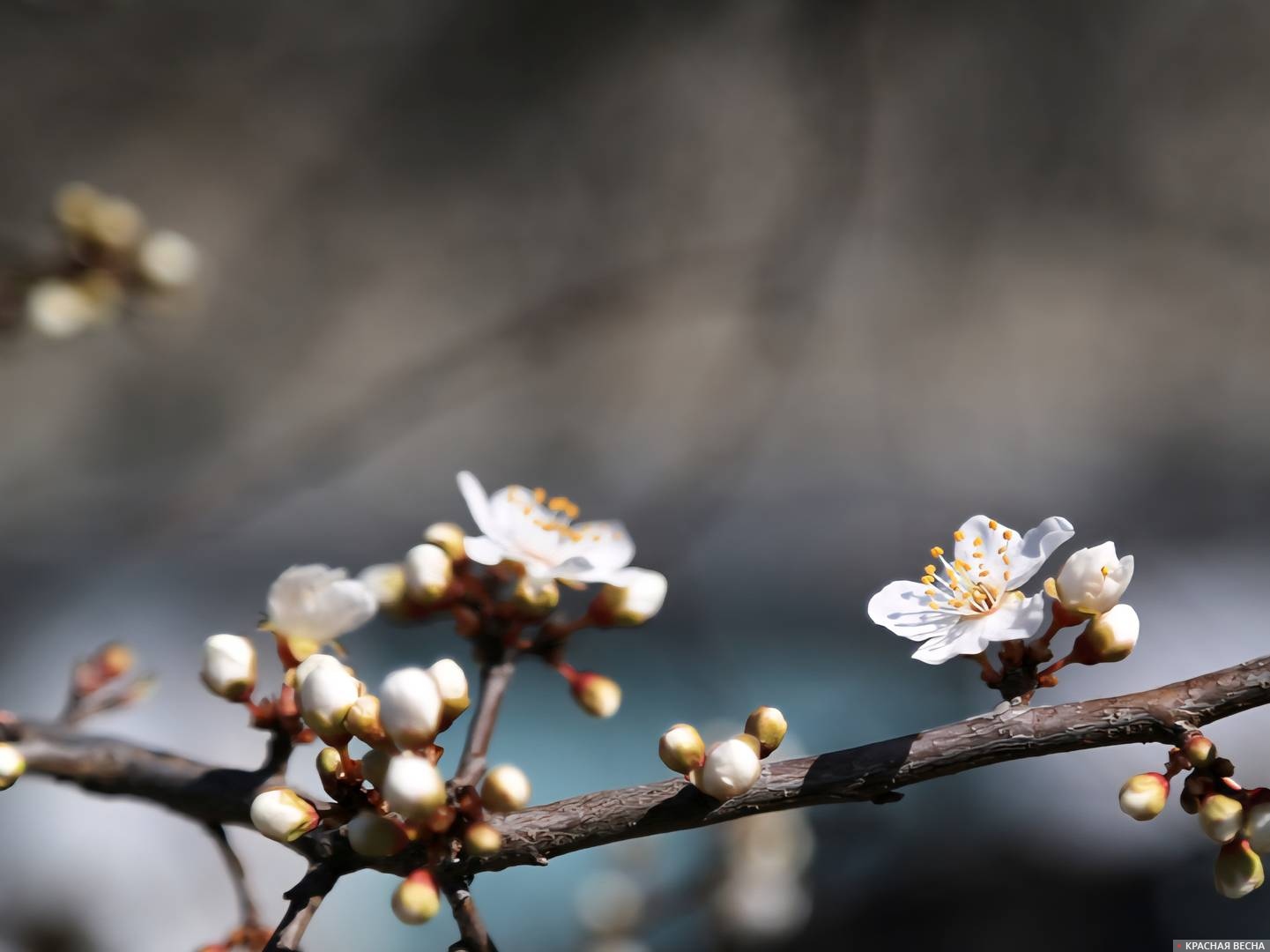 Цветущий абрикос 