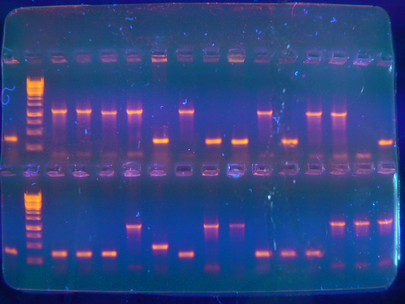 Электрофорез ДНК в геле. Результат электрофоретического разделения продуктов ПЦР. Агарозный гель окрашен бромистым этидием, флуоресцирующим под действием ультрафиолета (здесь с длиной волны 312 нм)