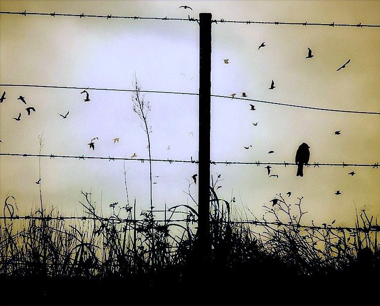 Стратегическое одиночество [(cc) Alejandro Groenewold]