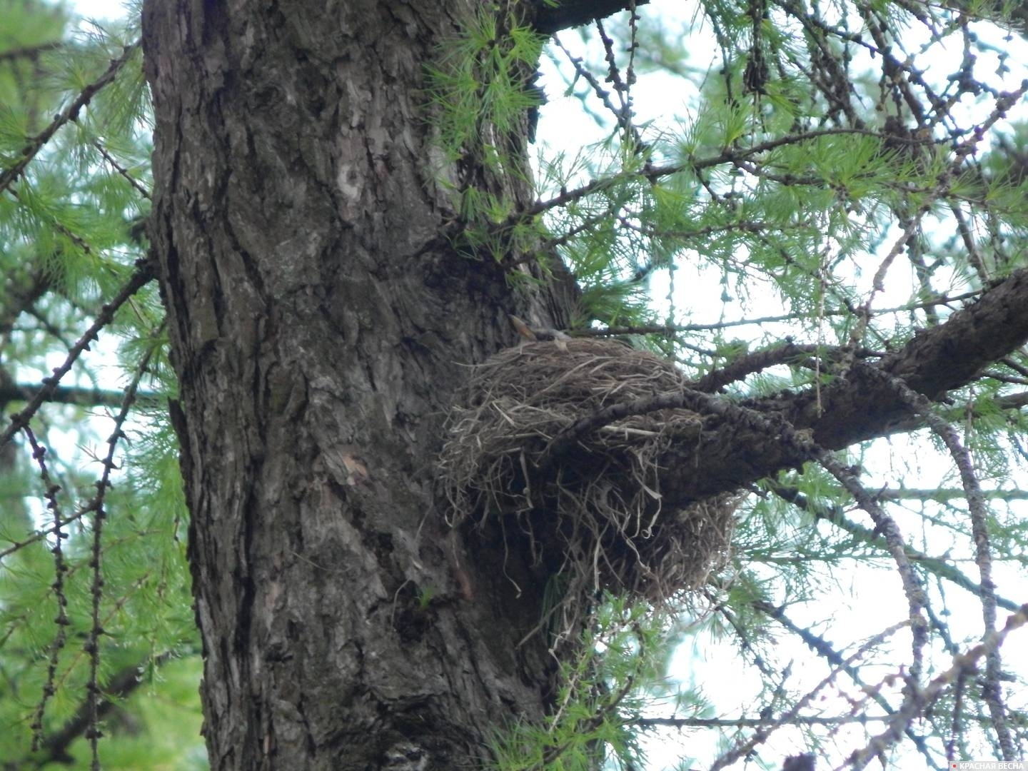 Высиживая птенцов. Гнездо дрозда-рябинника. Лиственничная рощица в  Промышленном районе Смоленска.