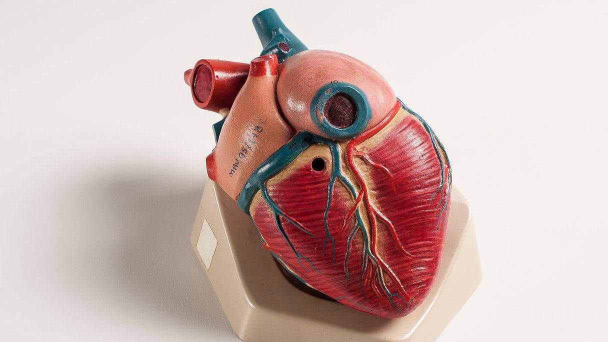 Модель сердца