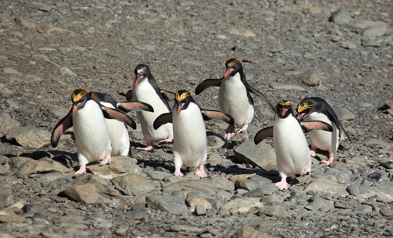 Хохлатые пингвины в заливе Купер, Южная Джорджия 