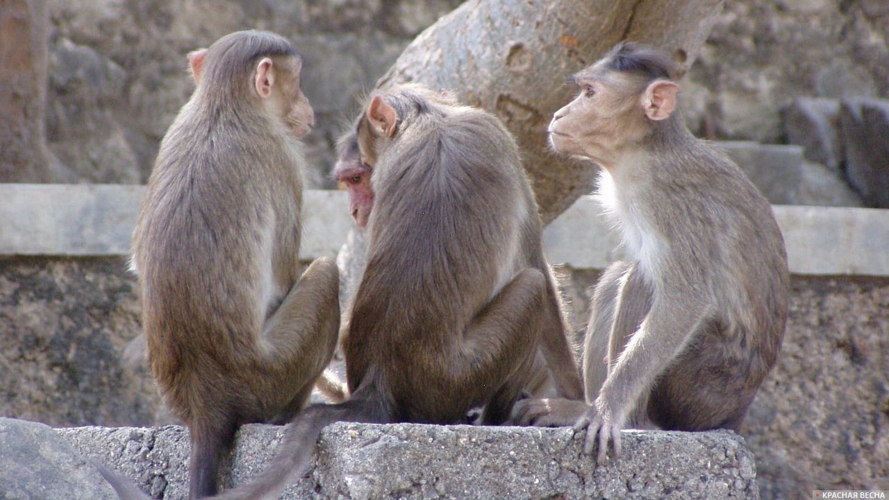 Три новых случая заражения оспой обезьян выявили в ОАЭ