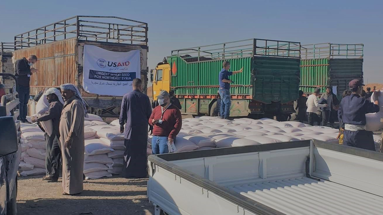 Семена пшеницы, доставленные USAID на северо-восток Сирии