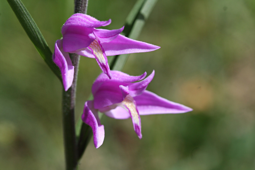 Cephalanthera rubra