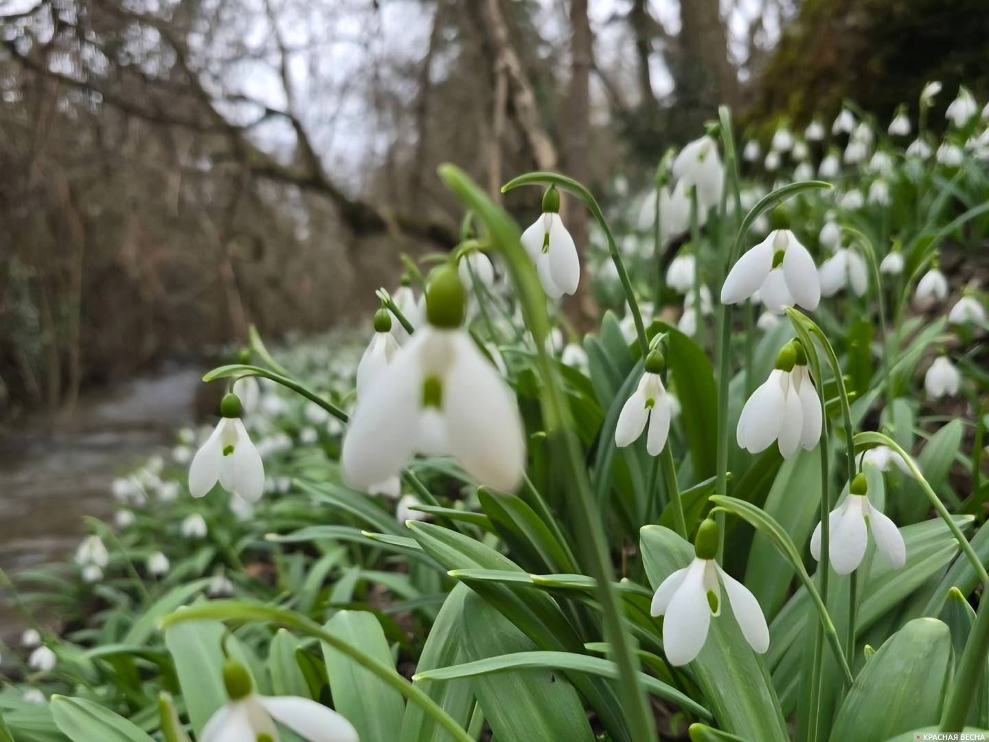 Подснежники в Крыму 