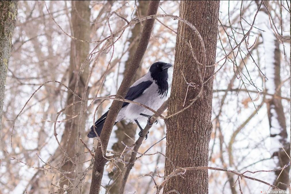 Ворона зимой в Москве