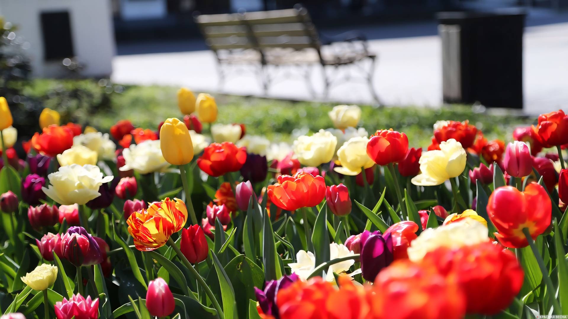 Тюльпаны в Севастополе 