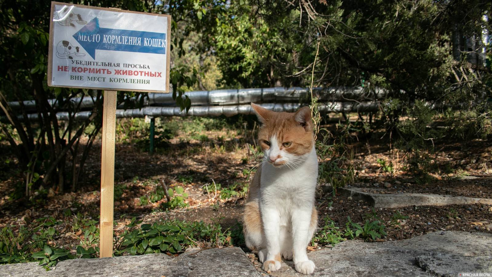 Кошка на территоии санатория Днепр. Крым