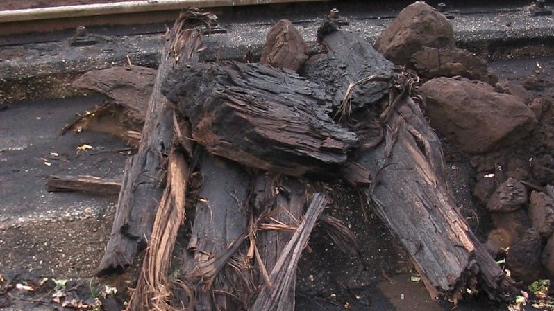 Лигнит — ископаемая древесина разной степени углефикации