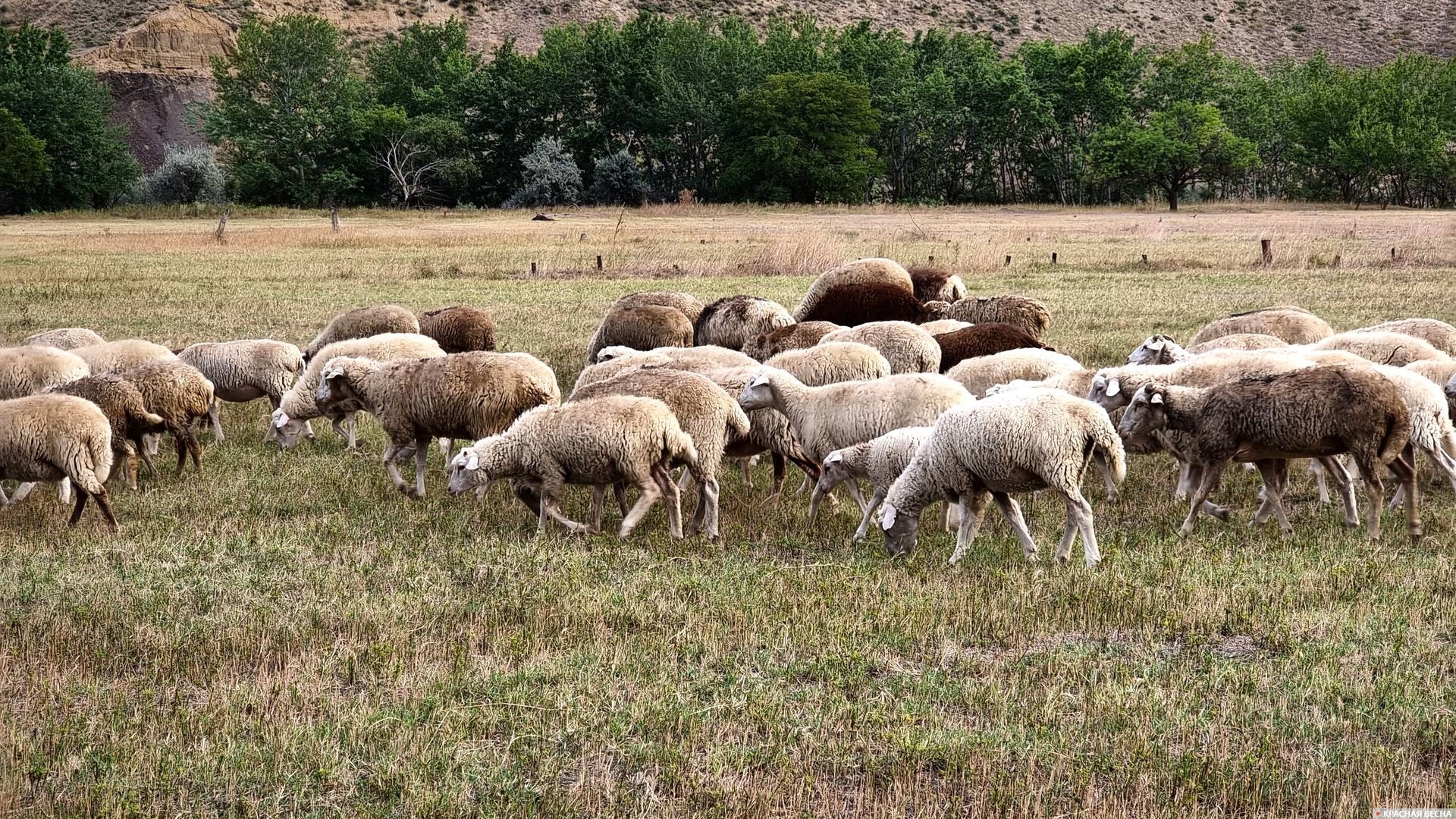 Овцы. Дагестан