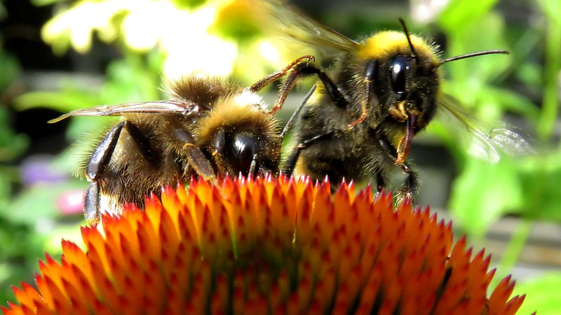 Пчелы 