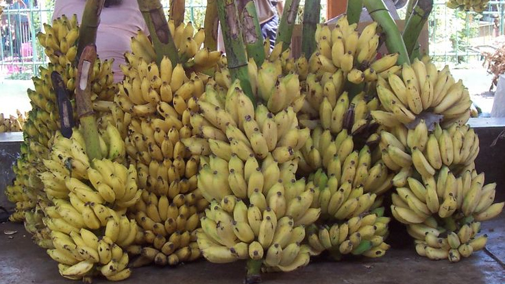 Бананы сорта «Плантаны»