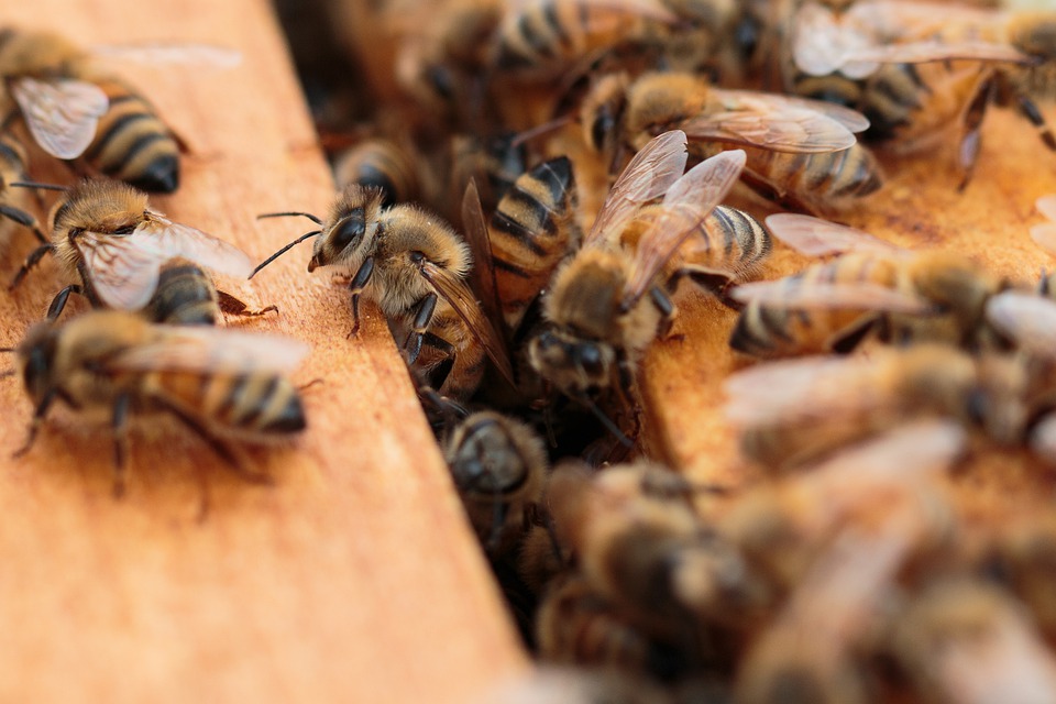 Энтомолог назвал причины вымирания пчел в мире | ИА Красная Весна