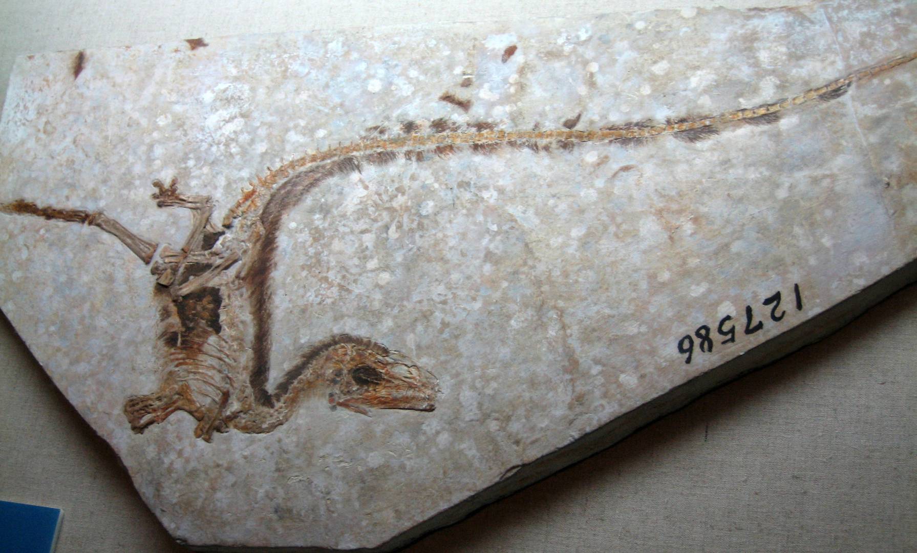 Ископаемые останки синозавроптерикса