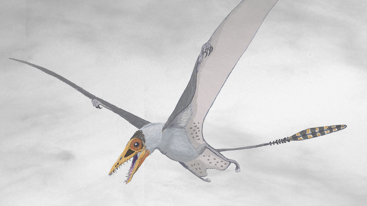 Японские ученые: большие птерозавры не могли летать слишком далеко
