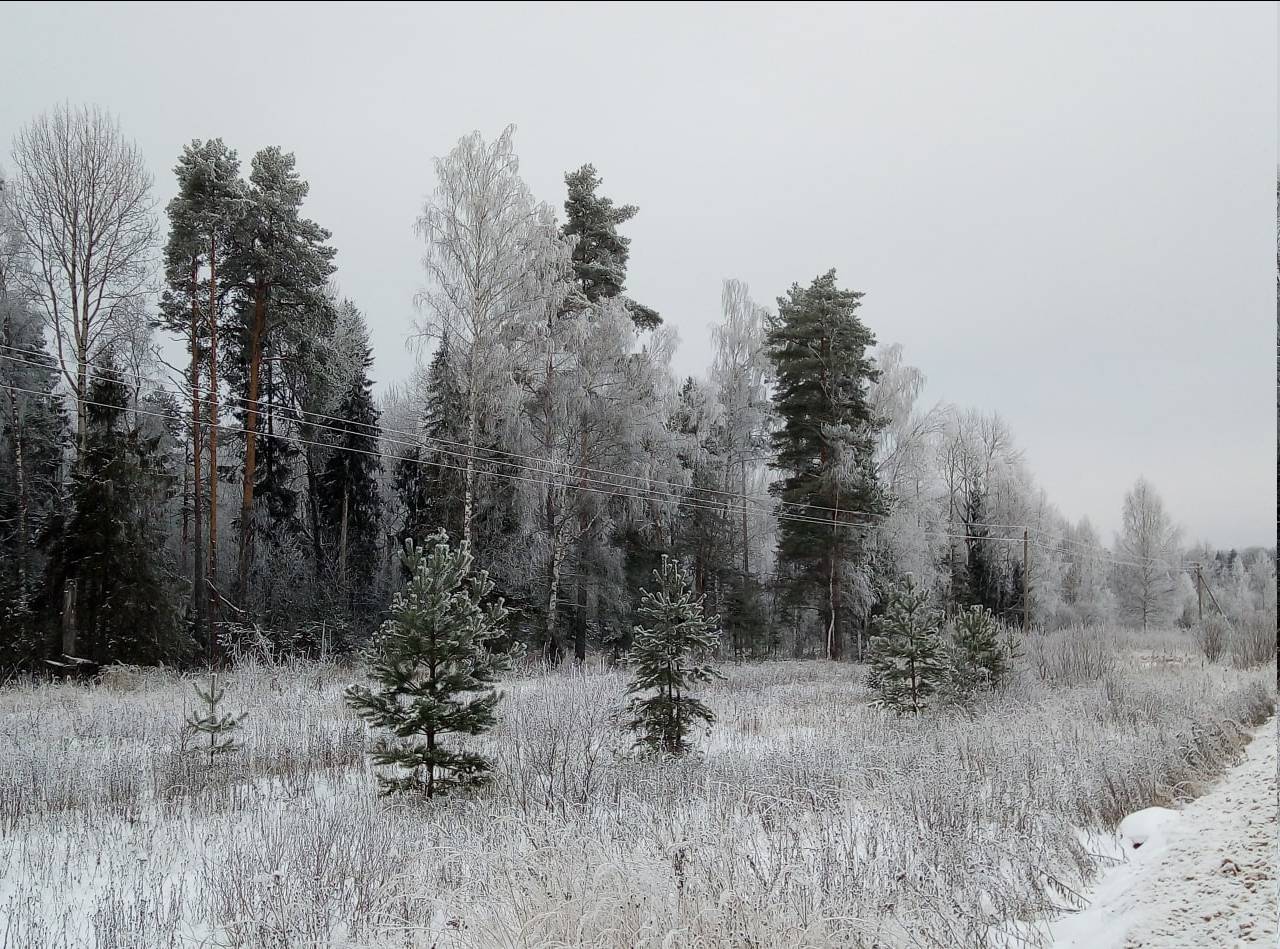 Мороз в лесу