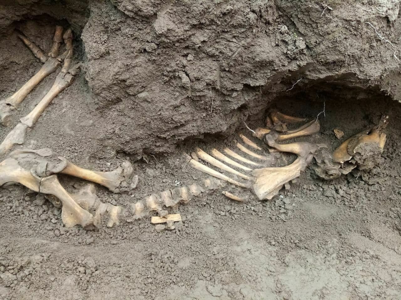 Найденные в Намангане кости неизвестного существа