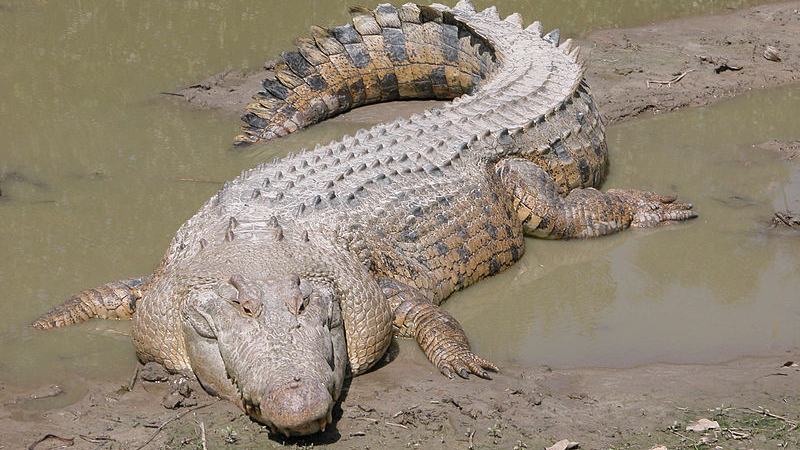 Современный гребнистый крокодил (Crocodylus porosus)