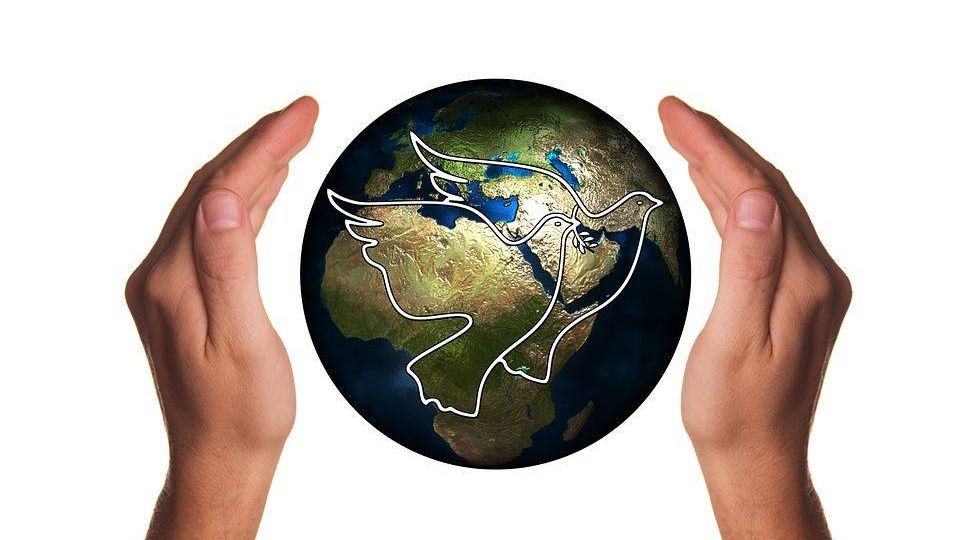 гармония, мир дав, голубь